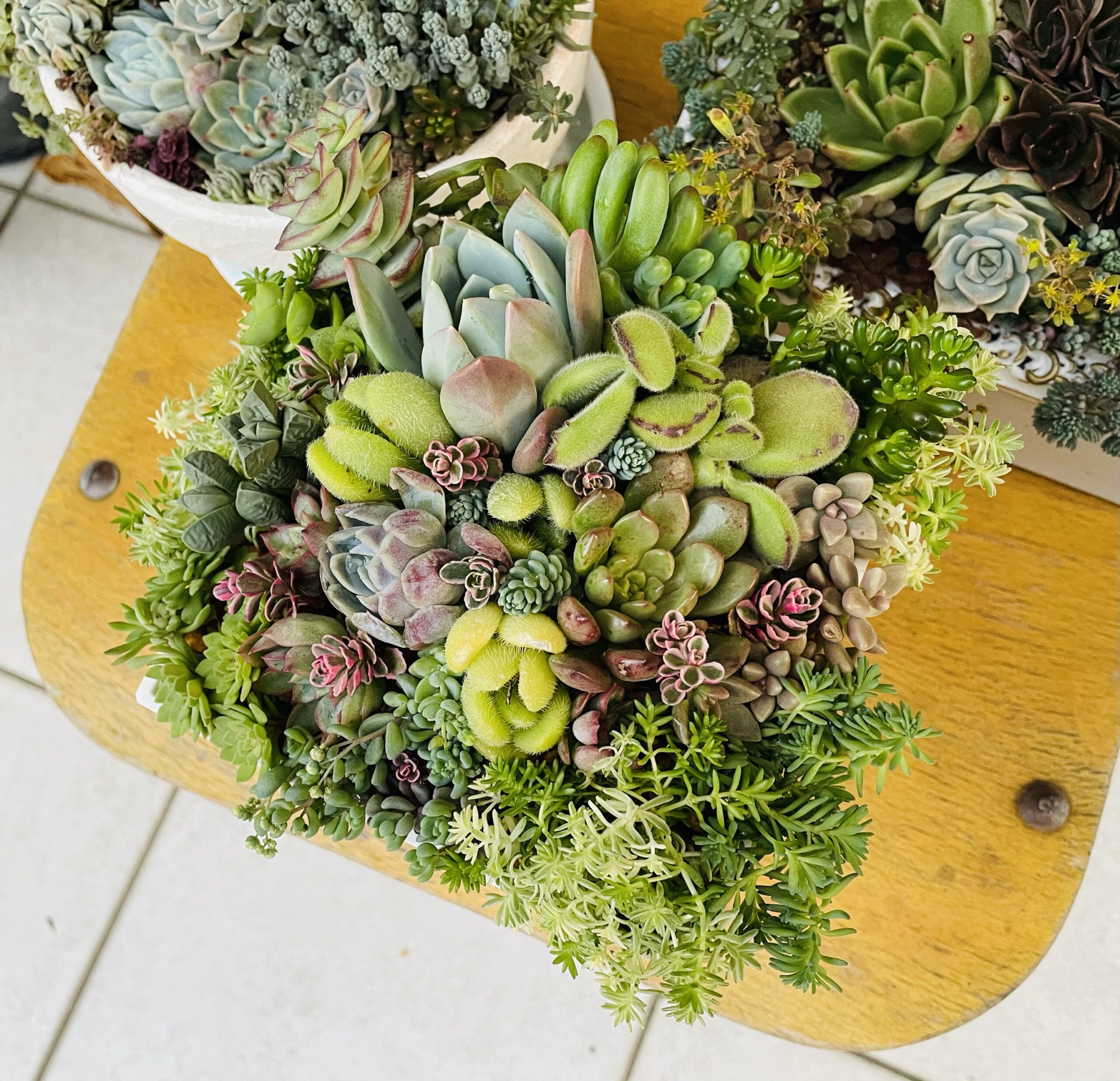 925現物 多肉植物 ハロウィン白錦(Aeonium) 特大群生 | るる農園~多肉植物専門