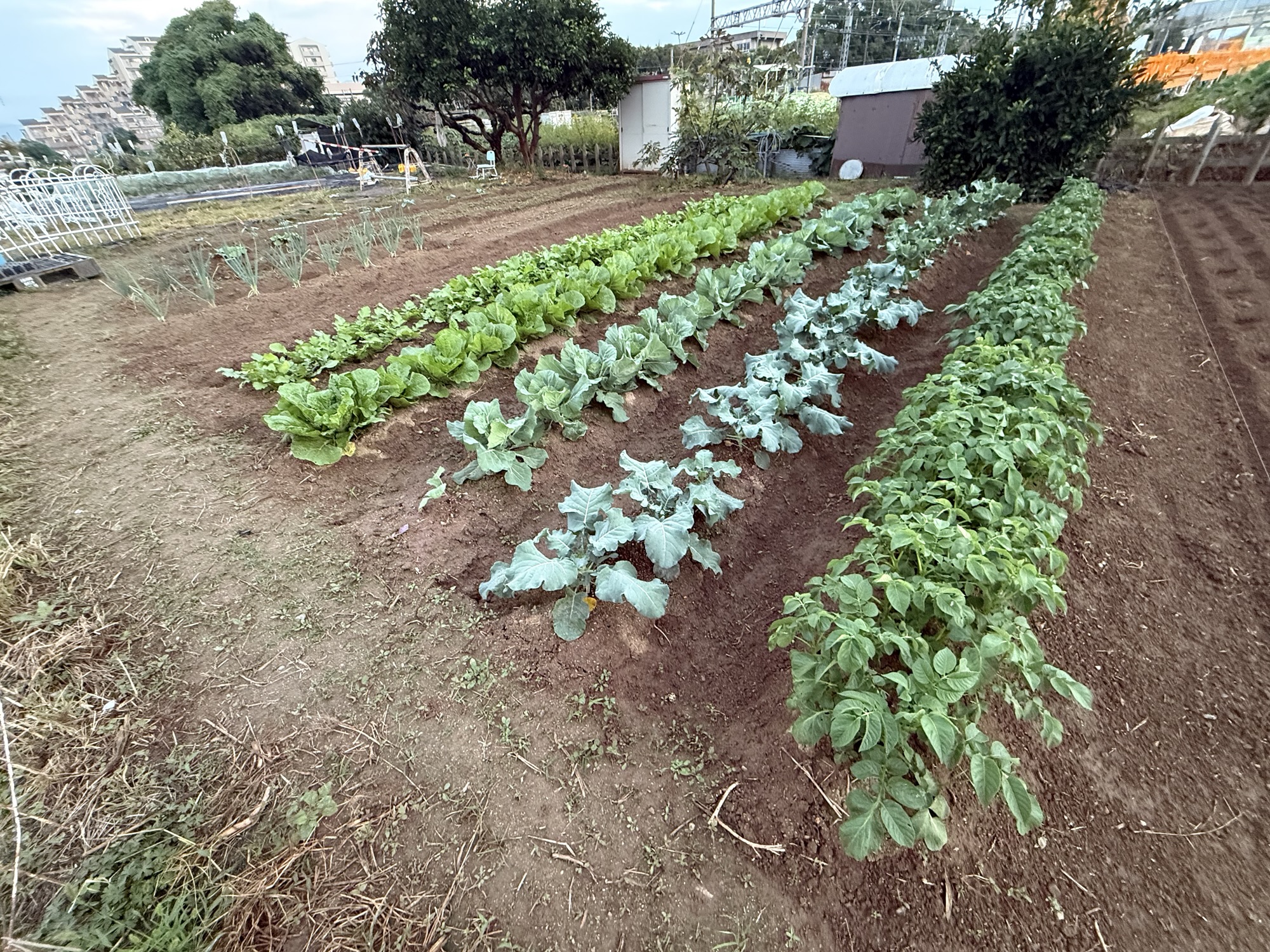 秋野菜が育つ畑の全景。白菜やブロッコリーなどを畝ごとに栽培している様子